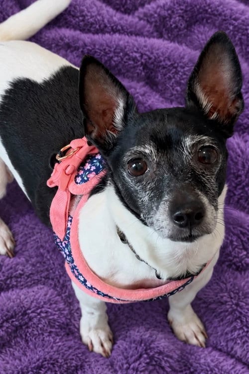 Photo of Sweetie, adoptable senior Terrier in Clarkston, Michigan