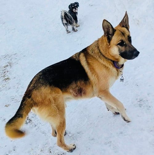 Photo of Alan, adoptable senior German Shepherd Dog in Princeton, Minnesota