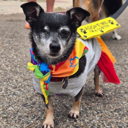 Photo of Fitz, adoptable senior Chihuahua in Normal, Illinois