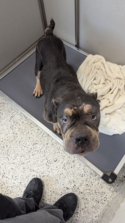 Photo of Lex, adoptable senior dog in Atlanta, Georgia