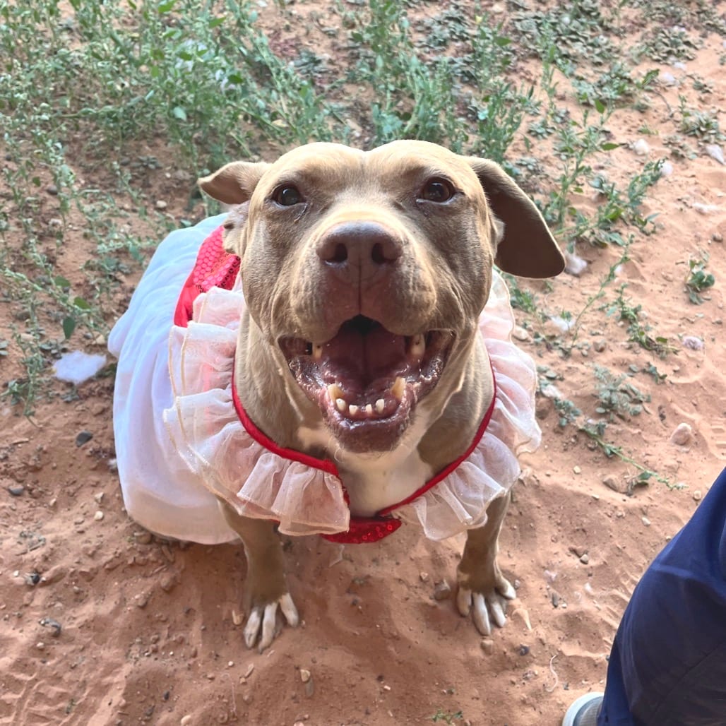 Photo of Queen Bee, adoptable senior Terrier, American Pit Bull / Mix in Kanab, Utah