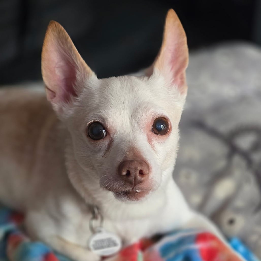 Photo of Beluga, adoptable senior Chihuahua in Raleigh area, North Carolina