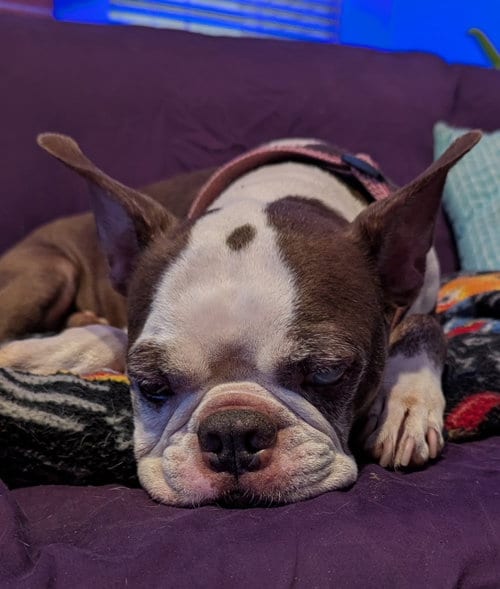 Photo of Dallas, adoptable senior Boston Terrier in Little Elm, Texas