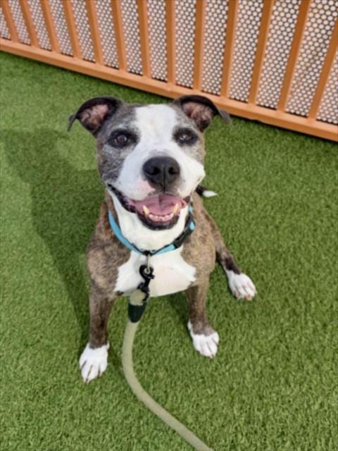 Photo of Birch, adoptable senior Pit Bull Terrier in Las Vegas, Nevada