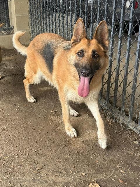 Photo of Lucille, adoptable senior German Shepherd Dog in Riverside, California
