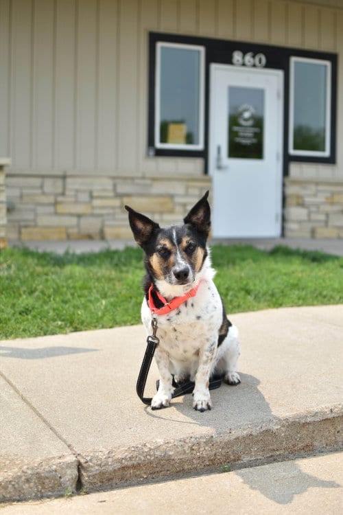 Photo of Oscar K, adoptable senior Corgi in Cedar Rapids, Iowa