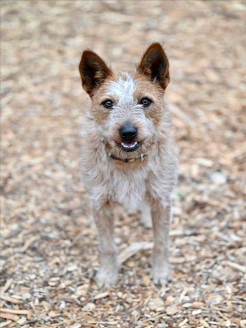 Photo of Moana, adoptable senior Queensland Heeler in Santa Cruz, California