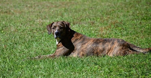 Photo of Chops, adoptable senior Hound in Ocala, Florida