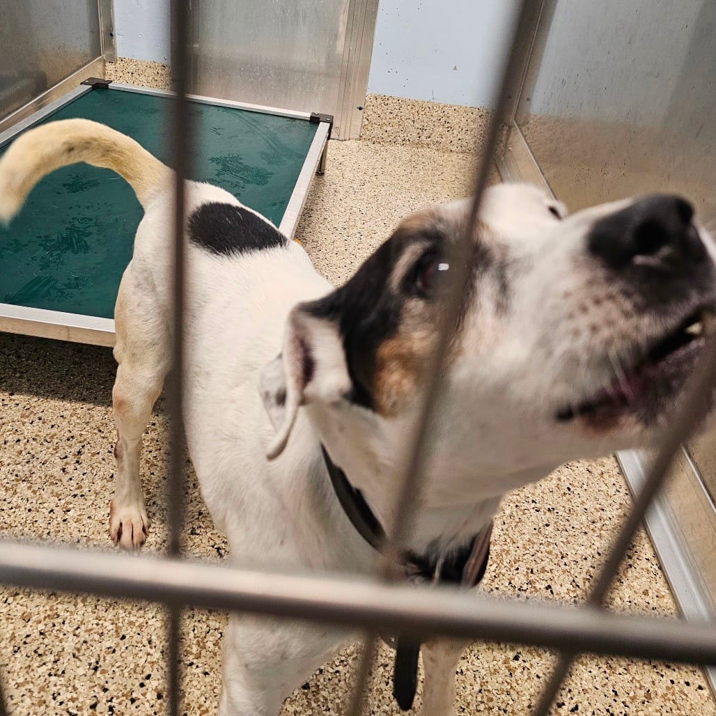 Photo of Boomer, adoptable senior Terrier in Middletown, New York