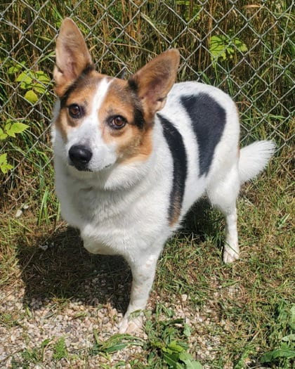 Photo of Lucy (7186), adoptable senior Corgi in Lake City, Michigan