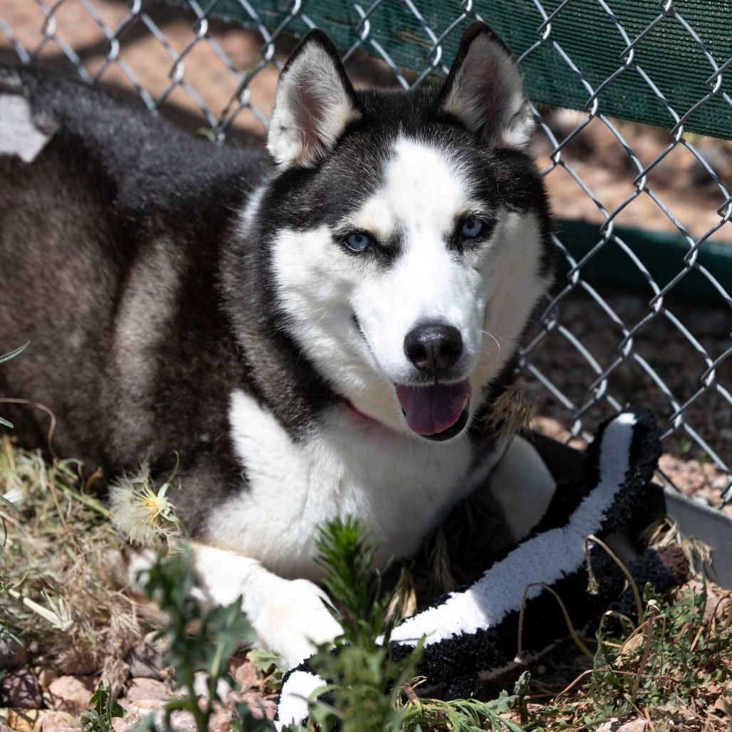 Photo of Ice (MR26-327), adoptable senior Husky in Colorado Springs, Colorado