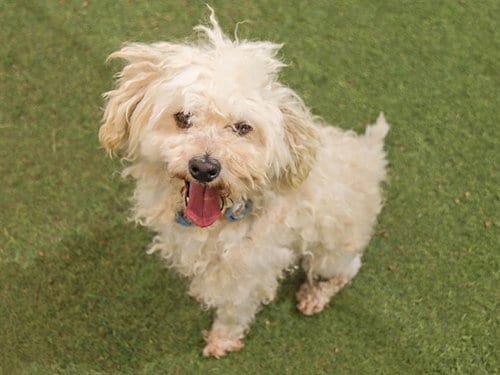 Photo of Gomez, adoptable senior Poodle (Miniature) in Ojai, California