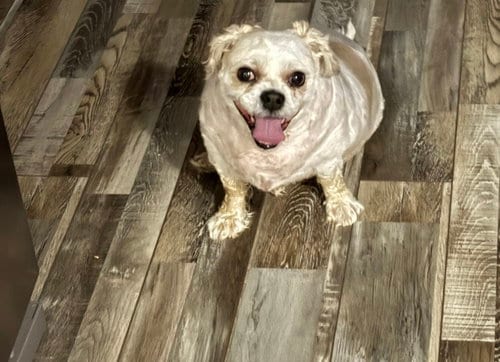 Photo of Roscoe, adoptable senior Shih Tzu in Cedar Rapids, Iowa