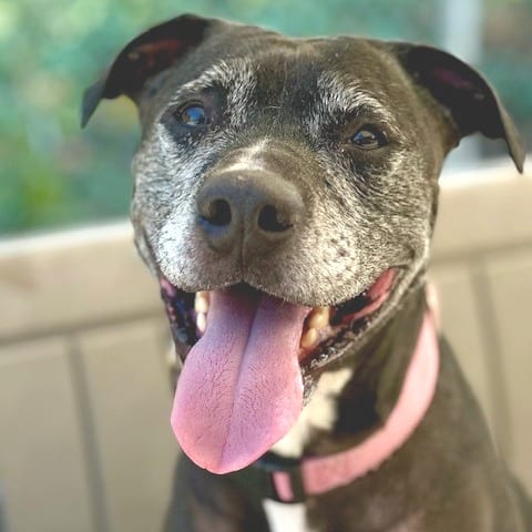 Photo of Mia, adoptable senior Mixed Breed (Medium) in Medford, Oregon