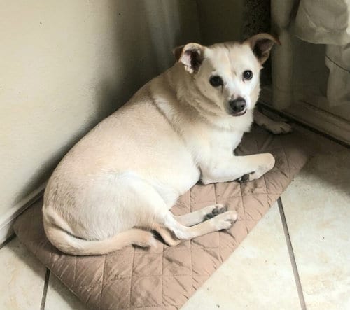 Photo of Griffin, adoptable senior Chihuahua in San Antonio, Texas