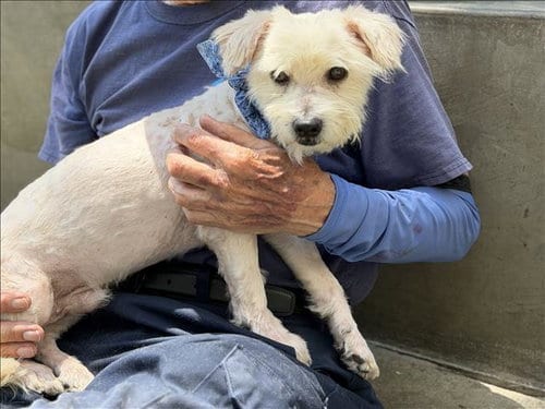 Photo of Whiskey, adoptable senior Norwich Terrier in San Pedro, California