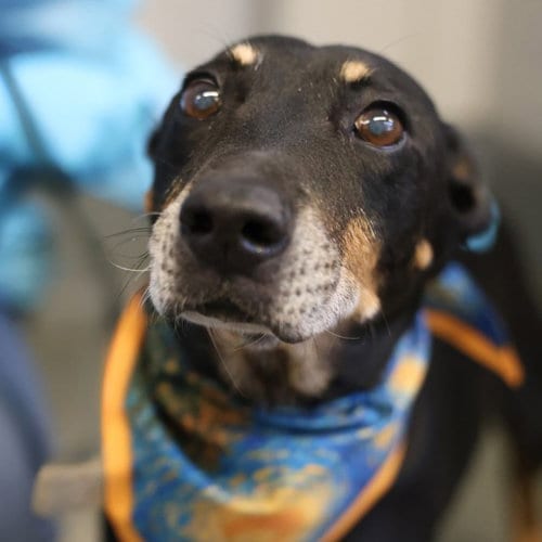 Photo of Joaquin, adoptable senior Doberman Pinscher in San Antonio, Texas