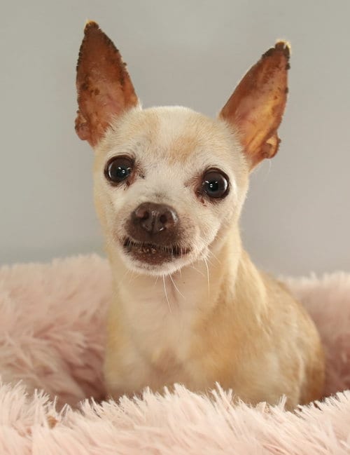 Photo of Blankita, adoptable senior Chihuahua in Oakland Park, Florida