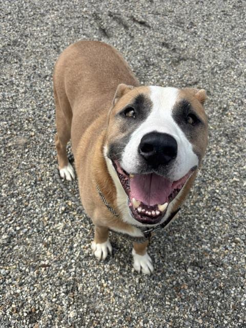 Photo of Teddy Bear, adoptable senior American Staffordshire Terrier in Palmetto, Florida