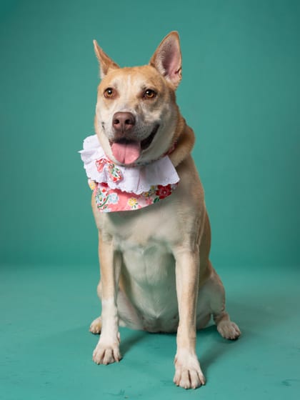 Photo of Darla Jean Matthews, adoptable senior dog in Atlanta, Georgia