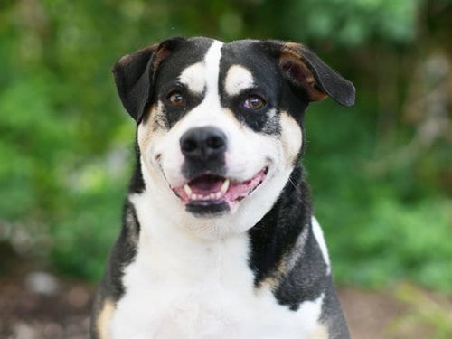 Photo of Kit, adoptable senior Labrador Retriever in Tavares, Florida