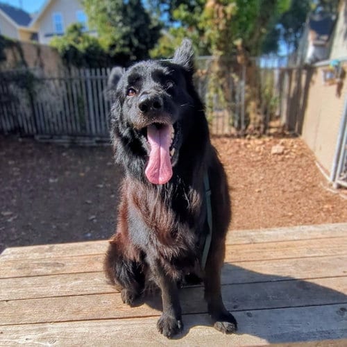 Photo of Potts, adoptable senior Shepherd in Oakland, California