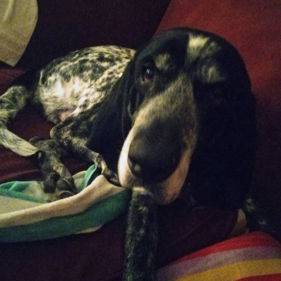 Photo of Mr Pickles, adoptable senior Coonhound, Bluetick