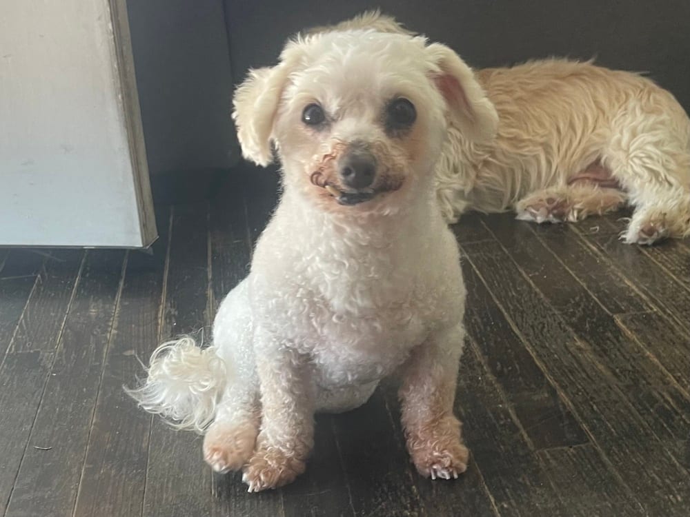 Photo of Lady, adoptable senior Poodle (Toy or Tea Cup) in Eugene, Oregon