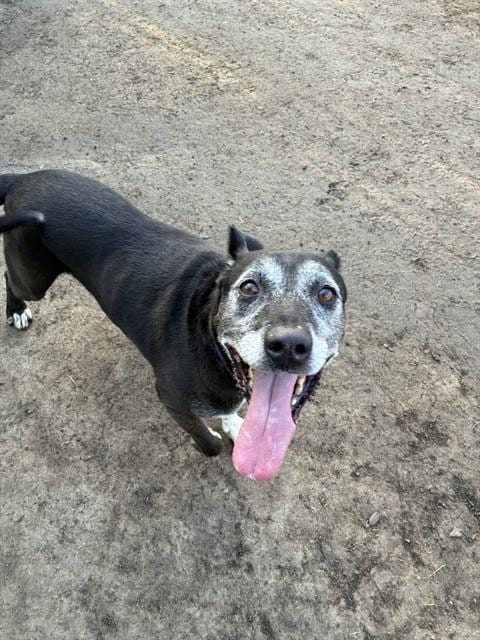 Photo of Zeus, adoptable senior Pit Bull Terrier in Riverside, California