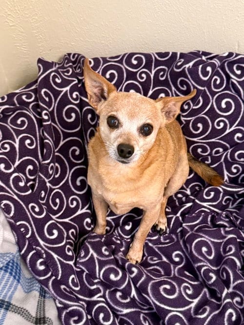 Photo of Peanut, adoptable senior Chihuahua in Texarkana, Texas