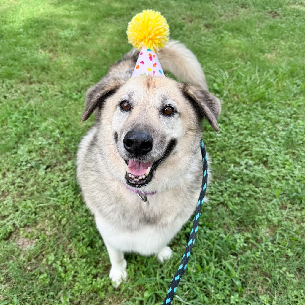 Photo of Chiquis, adoptable senior Shepherd / Husky in Houston, Texas