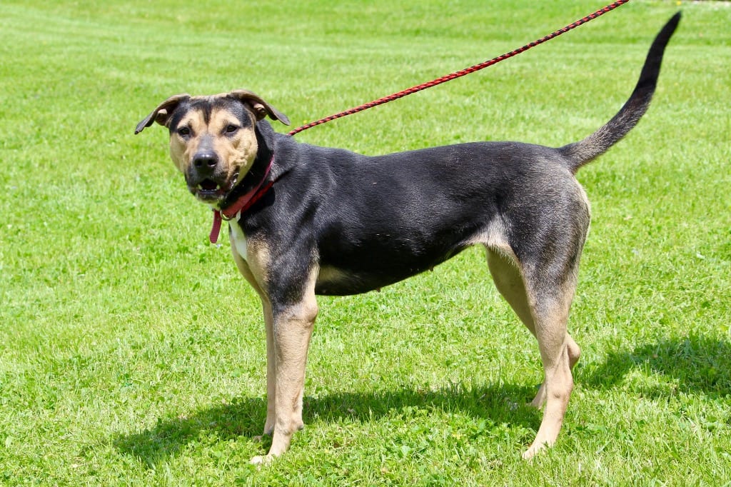 Photo of Santana, adoptable senior Mixed Breed in Brazil, Indiana