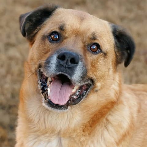 Photo of Mason, adoptable senior Chow Chow / Mix in Weatherford, Texas