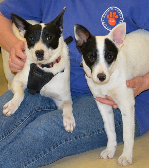 Photo of Jeri, adoptable senior Rat Terrier in Horn Lake, Mississippi
