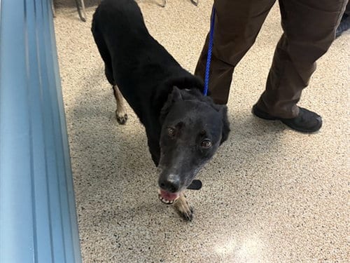 Photo of Rocks, adoptable senior Belgian Shepherd Malinois in Miami, Florida