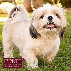 Photo of Magic, adoptable senior Shih Tzu in Marina del Rey, California