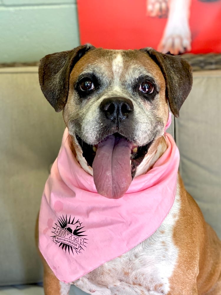 Photo of Ebba - Silver Heart, adoptable senior Boxer in Austin, Texas