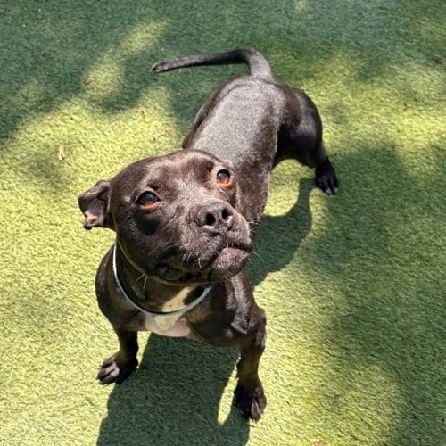 Photo of Tilly, adoptable senior Terrier in Dallas, Texas