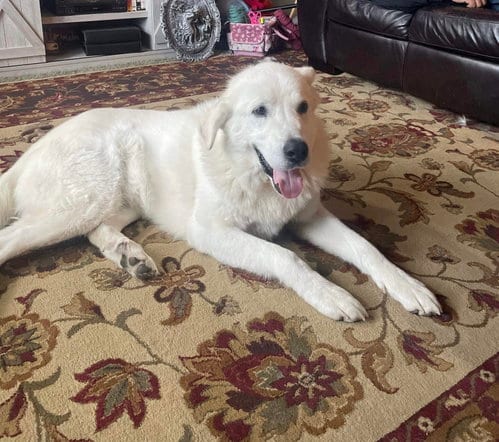 Photo of Sokka/Odin, adoptable senior Akbash in Bountiful, Utah