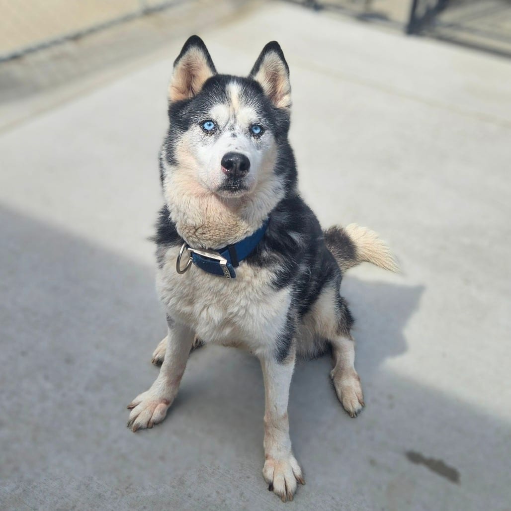 Photo of Micky, adoptable senior Husky, Siberian in Monticello, Iowa