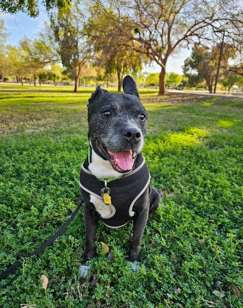 Photo of Banjo #2, adoptable senior American Staffordshire Terrier in Chandler, Arizona