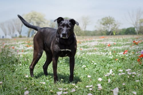 Lady, adoptable senior Labrador Retriever in Boston, KY