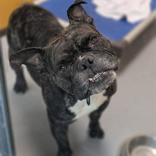 Photo of Brewferd, adoptable senior French Bulldog in Las Vegas, Nevada