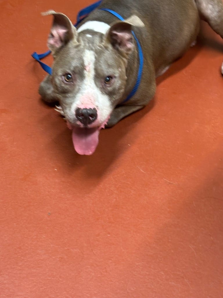 Photo of Zeus Burroughs, adoptable senior Pit Bull Terrier in Douglasville, Georgia