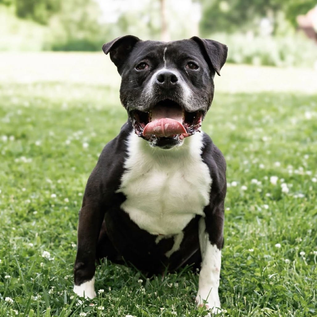 Photo of Rolex, adoptable senior Mixed Breed (Large) in St. Louis, Missouri