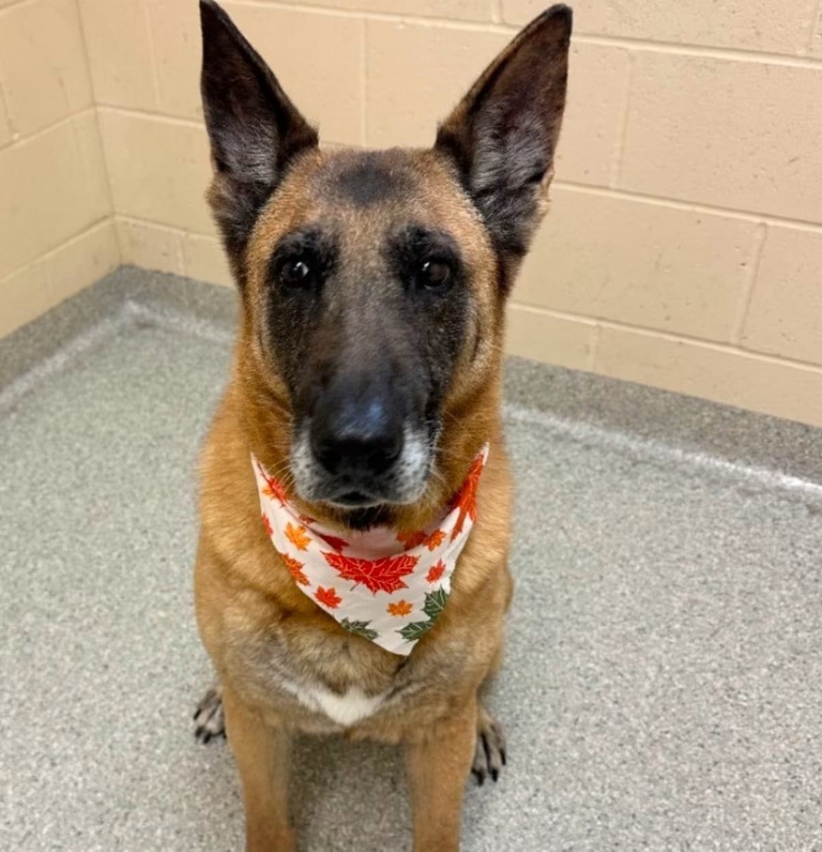 Photo of Dixie Mill, adoptable senior German Shepherd Dog/Belgian Malinois in Columbia, Illinois
