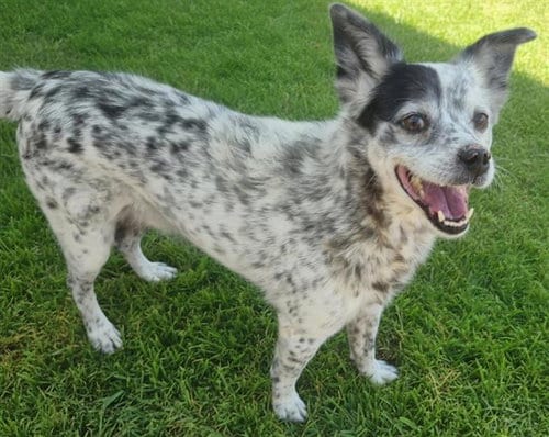 Photo of Apollo, adoptable senior Queensland Heeler in Albuquerque, New Mexico