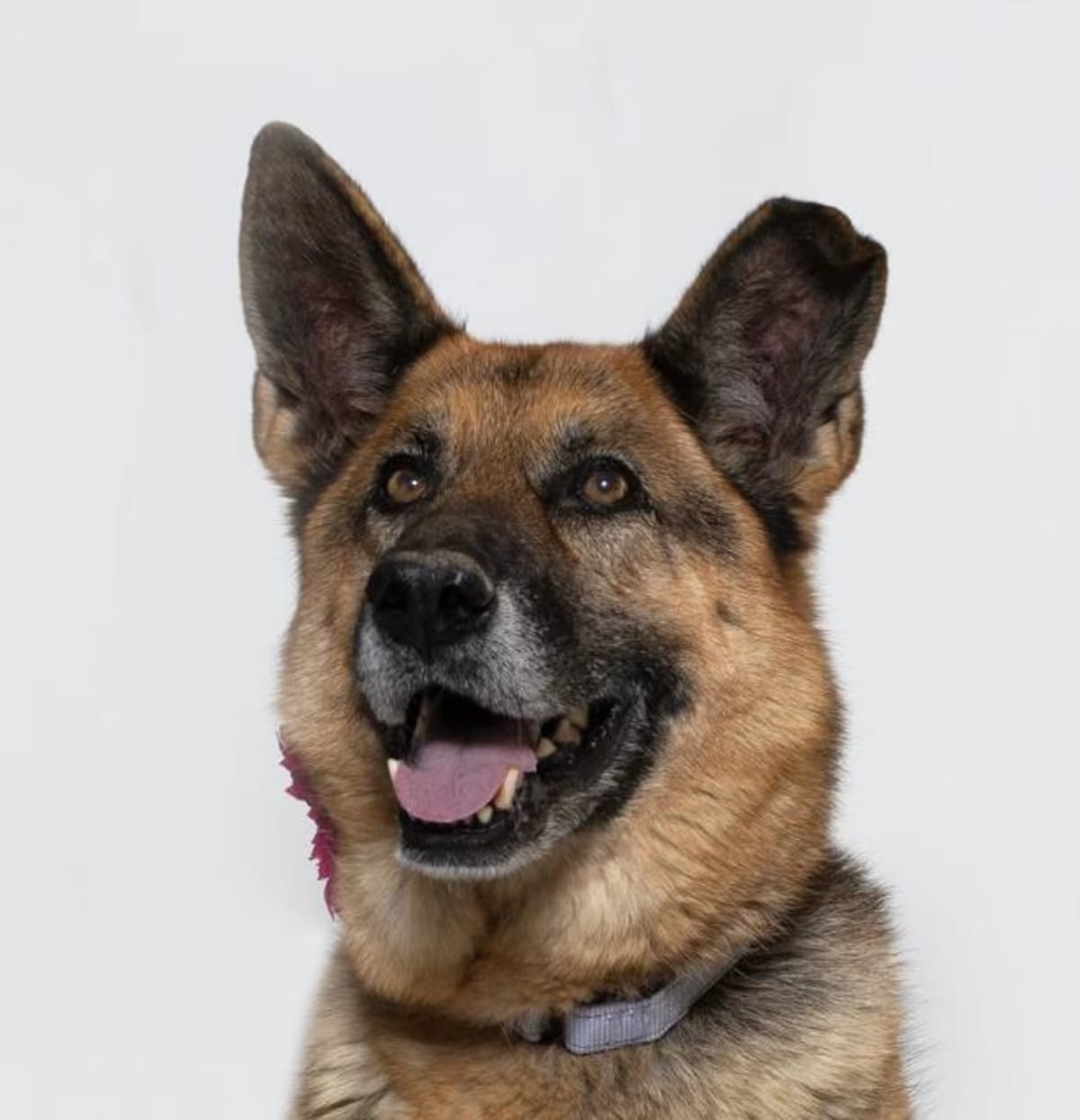 Photo of Kona, adoptable senior German Shepherd Dog in Santa Maria, California
