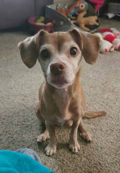 Photo of Lily Gayle, adoptable senior Chihuahua in Ft. Thomas, Kentucky