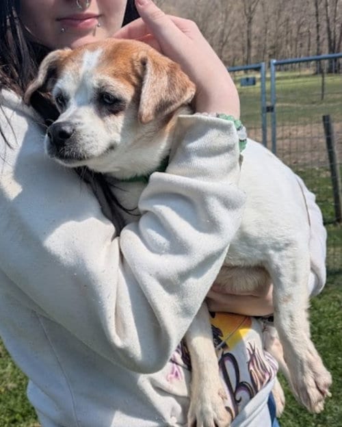 Photo of Little Ann, adoptable senior Jack Russell Terrier in Westminster, Maryland